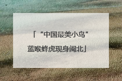 “中国最美小鸟”蓝喉蜂虎现身闽北