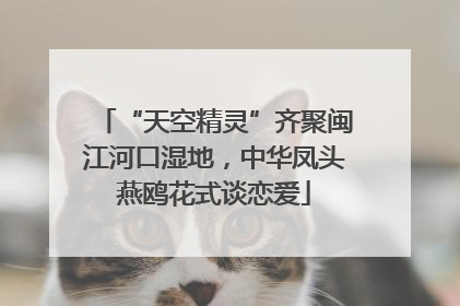 “天空精灵”齐聚闽江河口湿地，中华凤头燕鸥花式谈恋爱