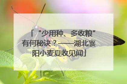 “少用种、多收粮”有何秘诀？——湖北襄阳小麦夏收见闻