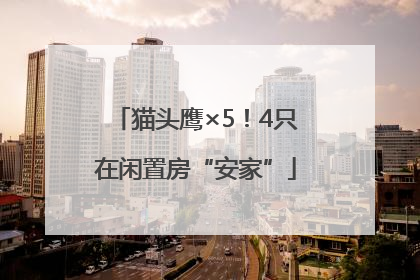 猫头鹰×5！4只在闲置房“安家”