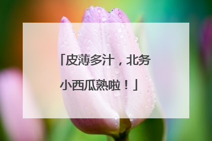 皮薄多汁，北务小西瓜熟啦！