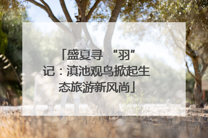 盛夏寻 “羽” 记：滇池观鸟掀起生态旅游新风尚