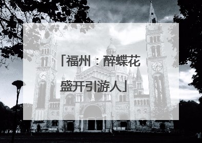 福州：醉蝶花盛开引游人