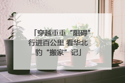 穿越重重“阻碍”行进百公里 看华北豹“搬家”记
