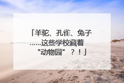 羊驼、孔雀、兔子……这些学校藏着 “动物园”？！
