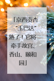 京西贡杏“玉巴达”熟了！它将牵手故宫、香山、颐和园