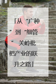 从“广种”到“细管” 关岭枇杷产业的跃升之路