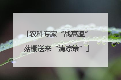 农科专家“战高温” 菇棚送来“清凉策”