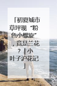 初夏城市草坪现“粉色小螺旋”，竟是兰花？ | 小叶子沪花记