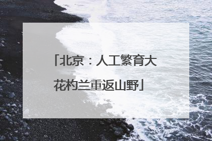 北京：人工繁育大花杓兰重返山野