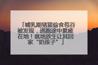 哺乳期猪獾偷食苞谷被发现，逃跑途中累瘫在地！就地放生让其回家“奶孩子”