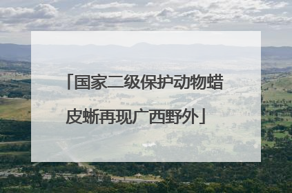 国家二级保护动物蜡皮蜥再现广西野外