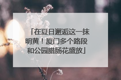 在夏日邂逅这一抹明黄！厦门多个路段和公园腊肠花盛放