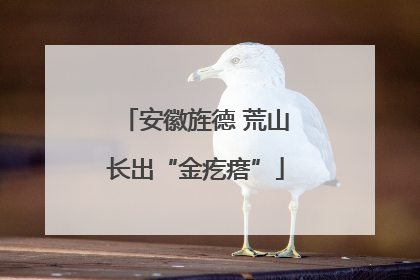 安徽旌德 荒山长出“金疙瘩”