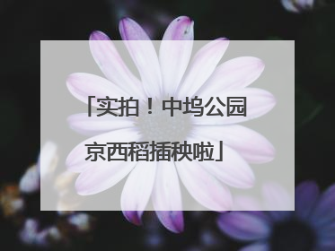实拍！中坞公园京西稻插秧啦