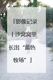 影像记录丨沙窝窝里长出“蓝色牧场”