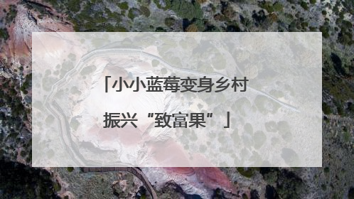 小小蓝莓变身乡村振兴“致富果”