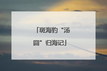 斑海豹“汤圆”归海记