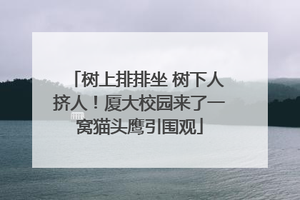 树上排排坐 树下人挤人！厦大校园来了一窝猫头鹰引围观