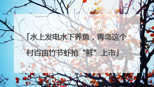 水上发电水下养鱼，青岛这个村百亩竹节虾抢“鲜”上市