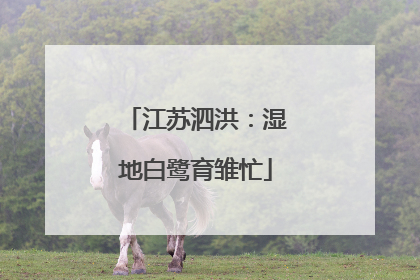 江苏泗洪：湿地白鹭育雏忙
