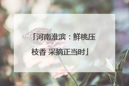 河南淮滨：鲜桃压枝香 采摘正当时