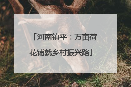 河南镇平：万亩荷花铺就乡村振兴路