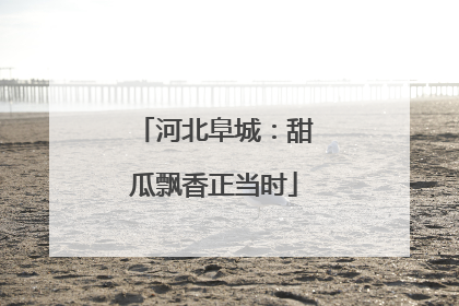河北阜城：甜瓜飘香正当时