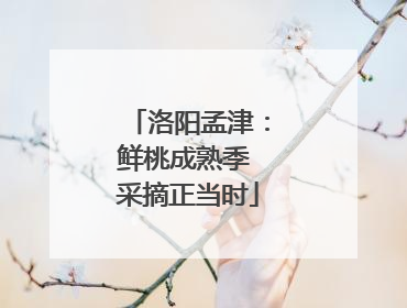 洛阳孟津：鲜桃成熟季 采摘正当时