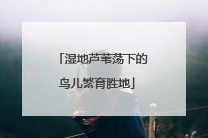 湿地芦苇荡下的鸟儿繁育胜地