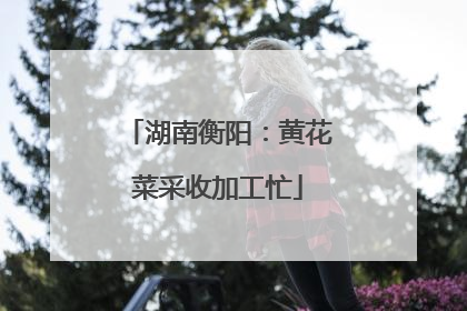 湖南衡阳：黄花菜采收加工忙