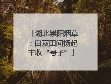 湖北崇阳烟草：白芨田间扬起丰收“号子”