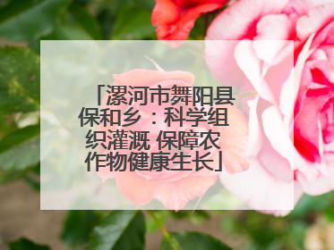 漯河市舞阳县保和乡：科学组织灌溉 保障农作物健康生长