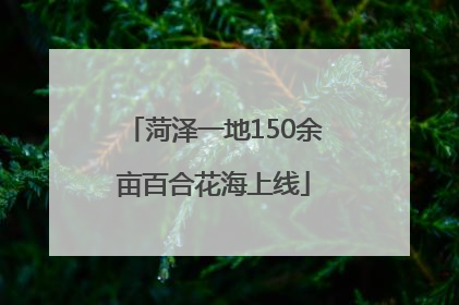 菏泽一地150余亩百合花海上线