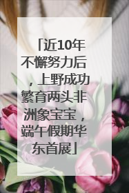 近10年不懈努力后，上野成功繁育两头非洲象宝宝，端午假期华东首展