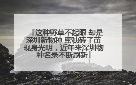 这种野草不起眼 却是深圳新物种 密穗砖子苗现身光明，近年来深圳物种名录不断刷新