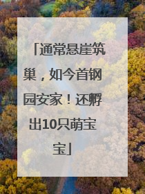 通常悬崖筑巢，如今首钢园安家！还孵出10只萌宝宝