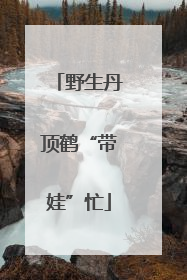 野生丹顶鹤“带娃”忙