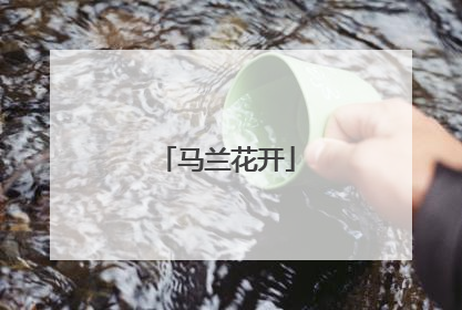 马兰花开