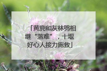 黄麂和灰林鸮相继“落难”，十堰好心人接力施救